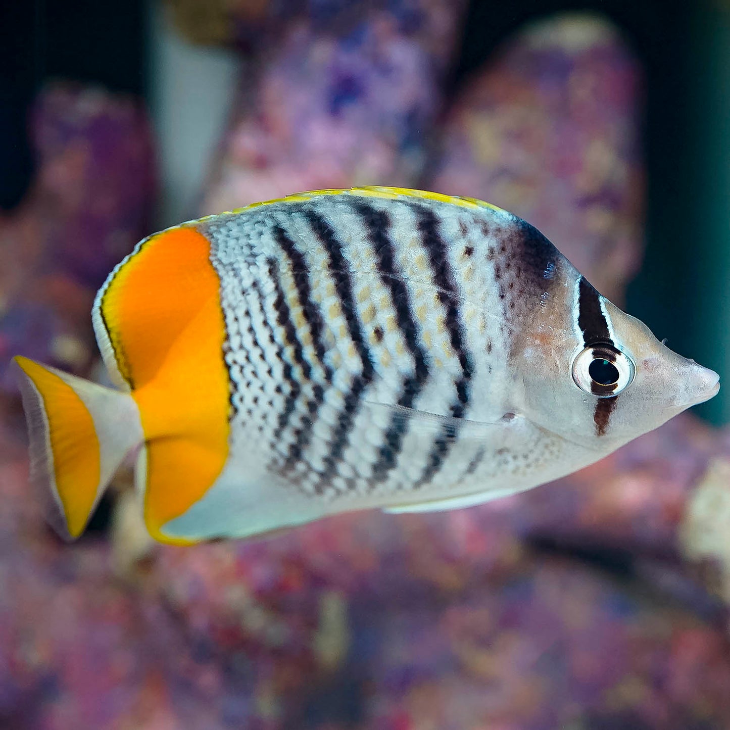 Mertensii Butterflyfish 4" WYSIWYG