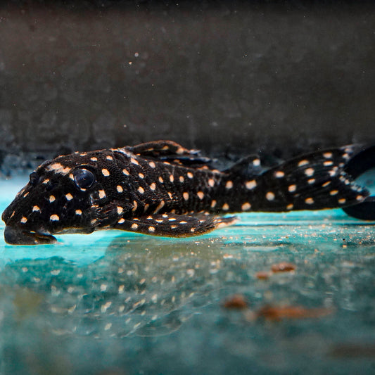 Snowball Plecostomus (L-201) 4.5" WYSIWYG