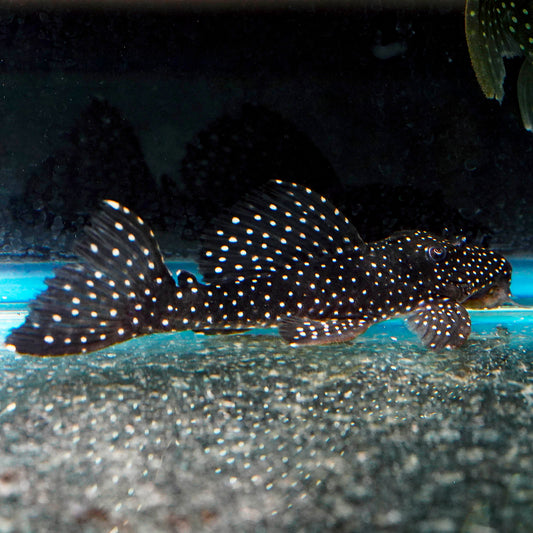 Galaxy (L-240) Plecostomus 6.25" WYSIWYG