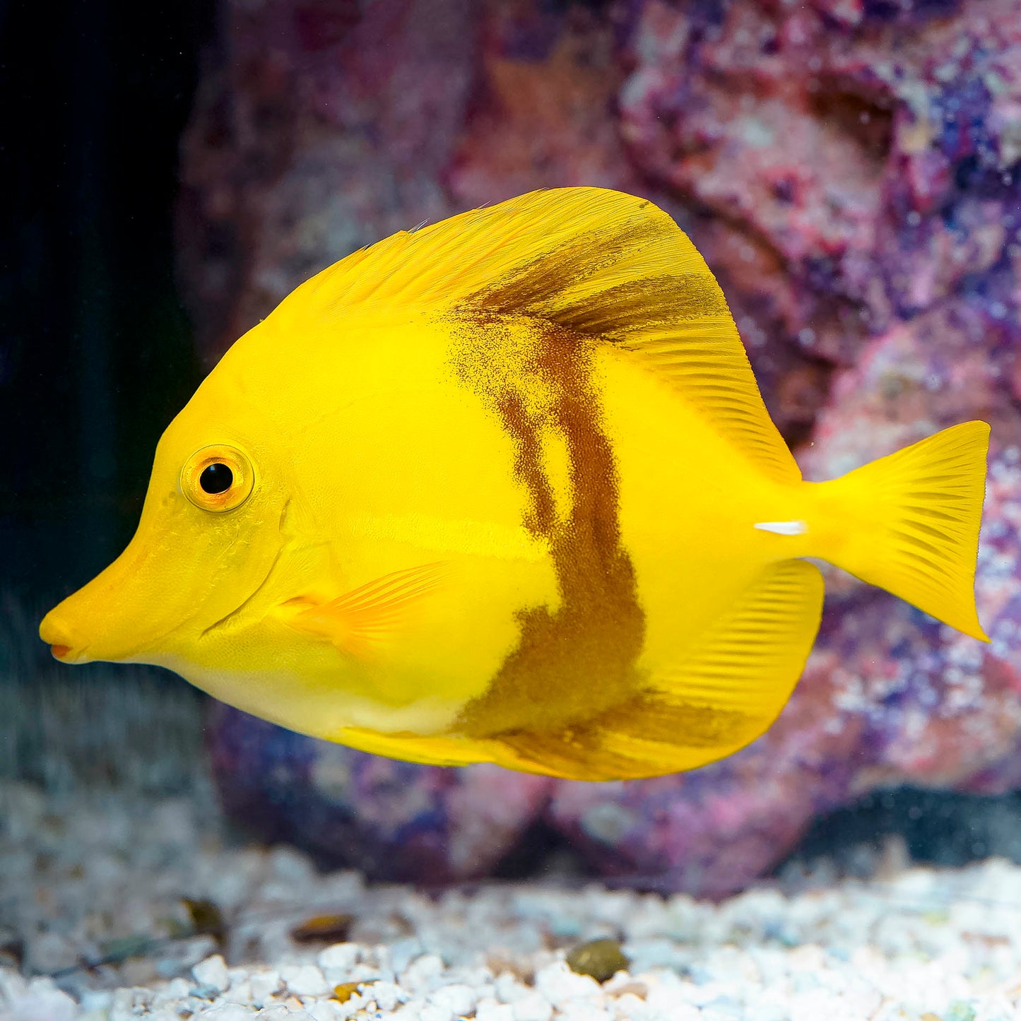 Black Belt Yellow Tang 5" WYSIWYG