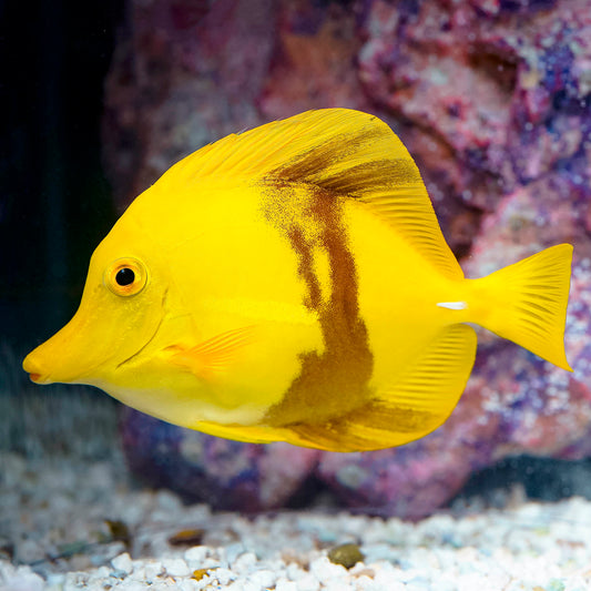 Black Belt Yellow Tang 5" WYSIWYG