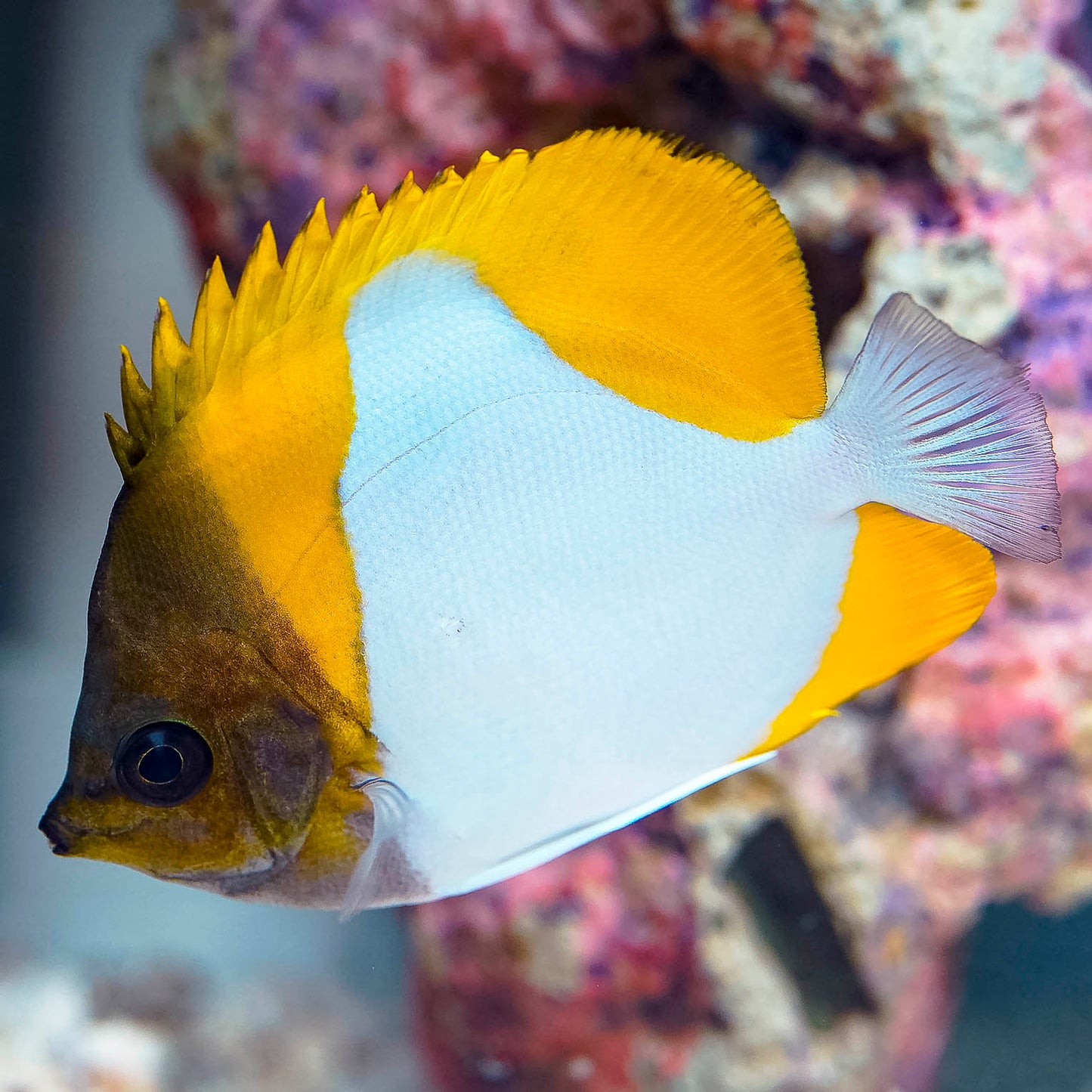 Yellow Pyramid Butterflyfish 3.25" WYSIWYG