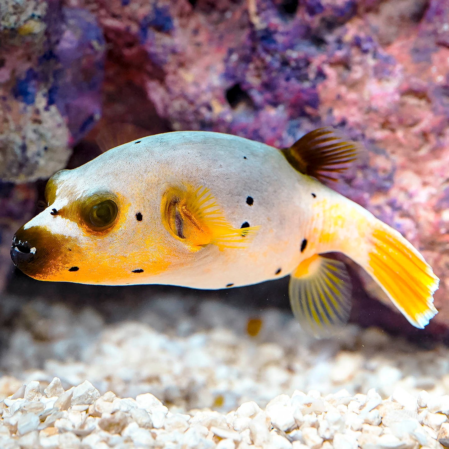 Dogface Puffer 4.50" WYSIWYG
