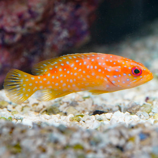 Miniatus Grouper 3.25" WYSIWYG