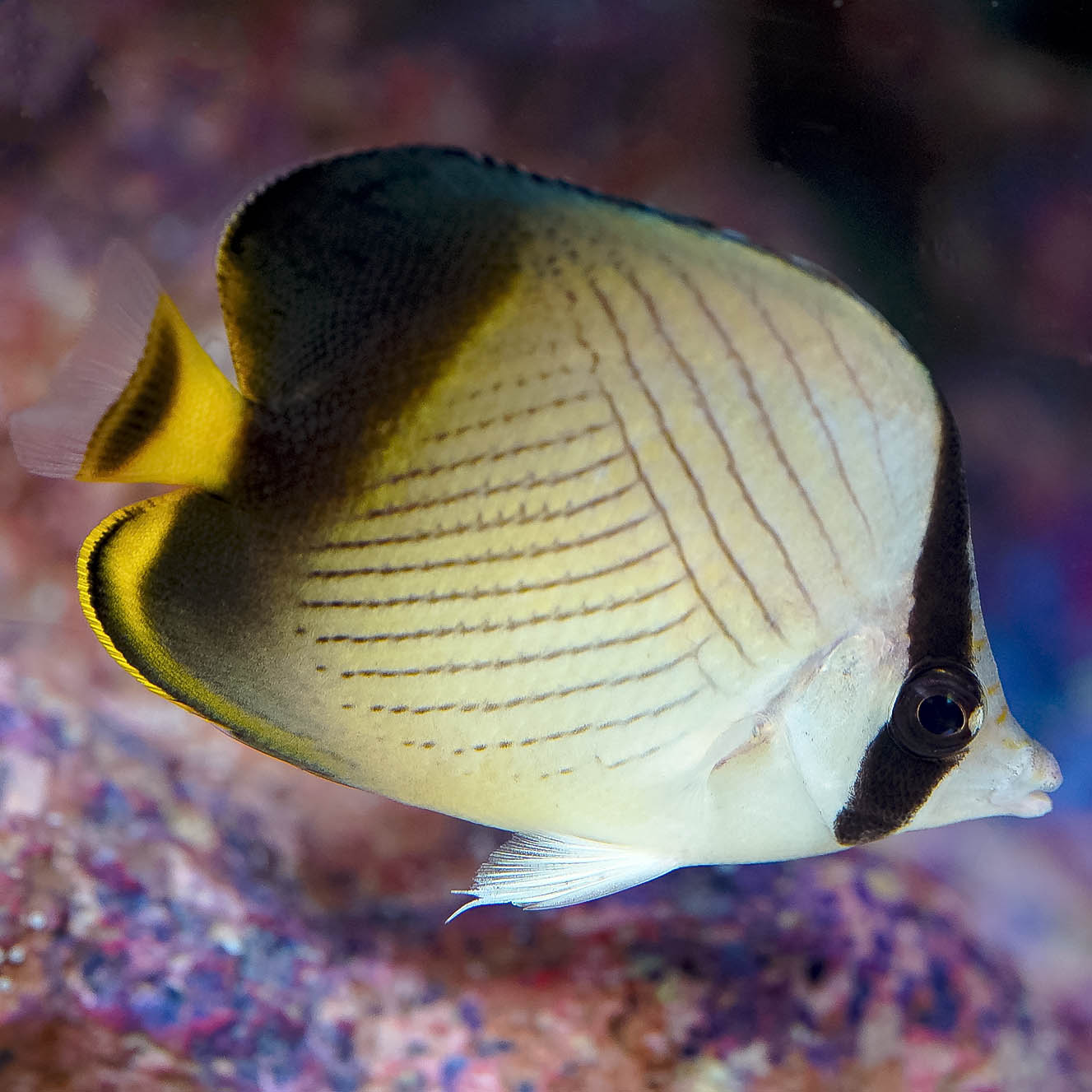 Indian Vagabond Butterflyfish 2.75" WYSIWYG