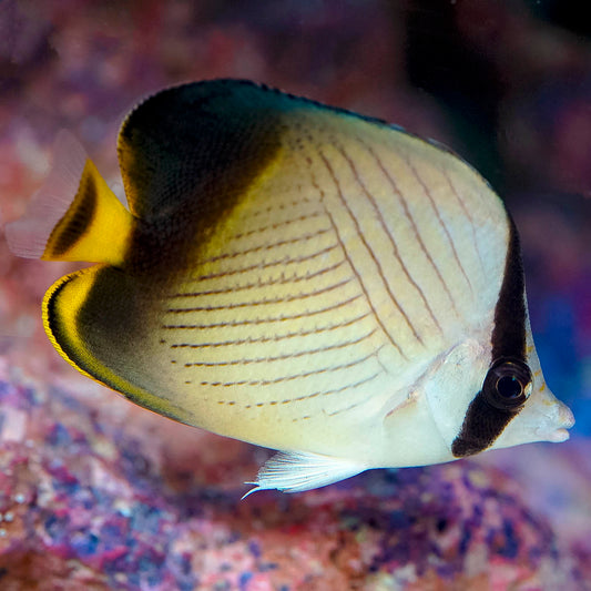 Indian Vagabond Butterflyfish 2.75" WYSIWYG