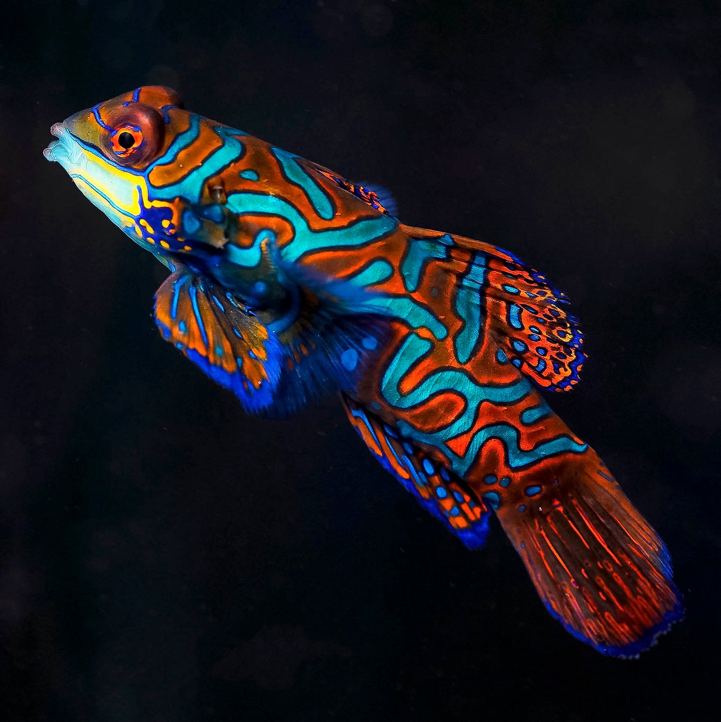 Green Mandarin 2.5" WYSIWYG
