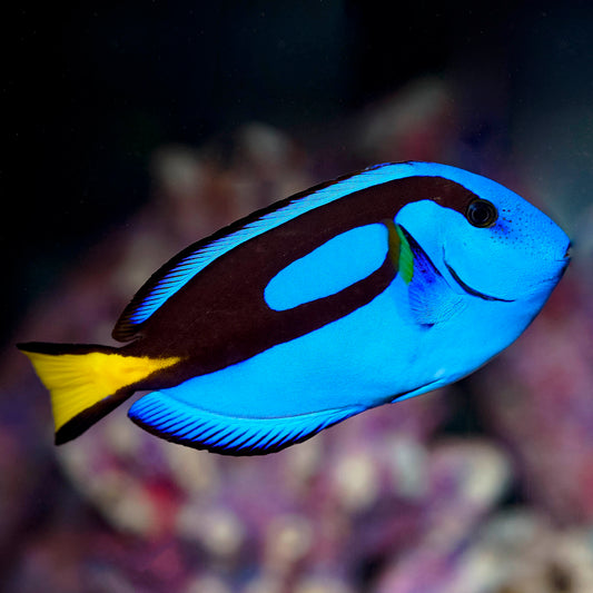 Blue Tang 5" WYSIWYG