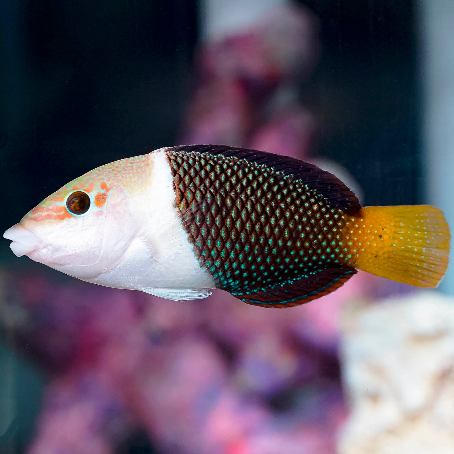 Banner Wrasse 4.75" EXPERT ONLY WYSIWYG