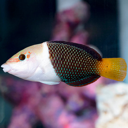 Banner Wrasse 4.75" EXPERT ONLY WYSIWYG