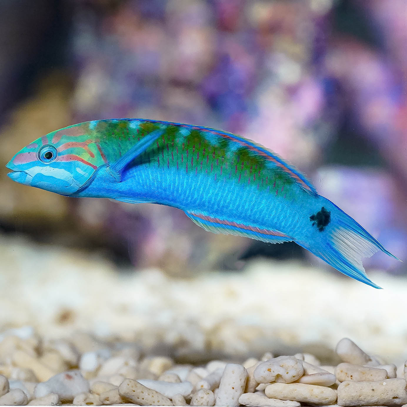 Lyretail Wrasse 4.25" WYSIWYG
