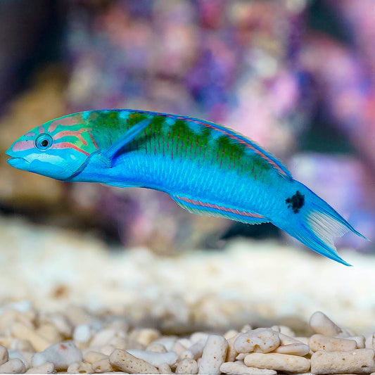 Lyretail Wrasse 4.25" WYSIWYG