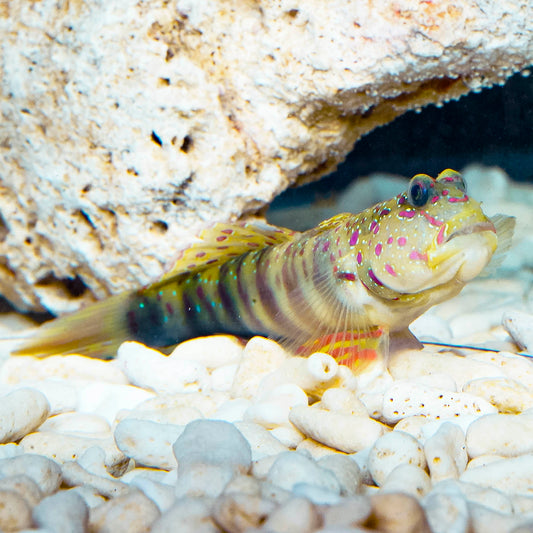 Pink Spotted Watchman Goby 3.75" WYSIWYG