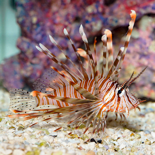 Volitan Lionfish 4" WYSIWYG