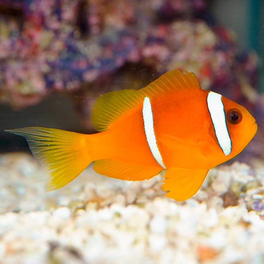 Two Banded Clownfish 3" WYSIWYG