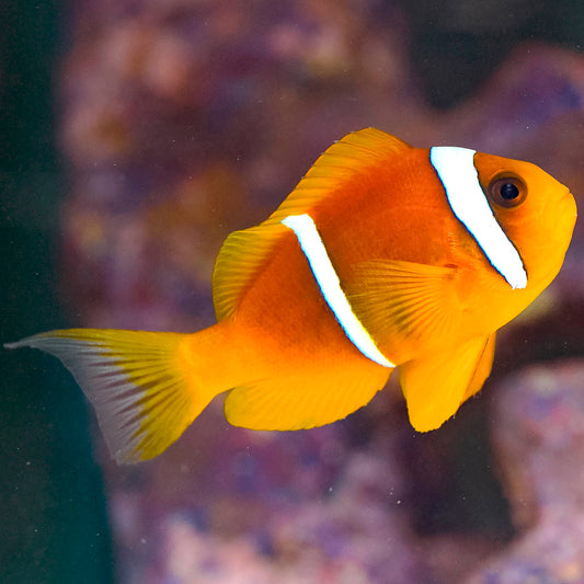Two Banded Clownfish 3.25" WYSIWYG