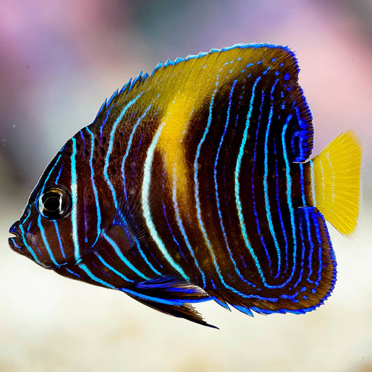 Maculosus Angelfish 2" WYSIWYG