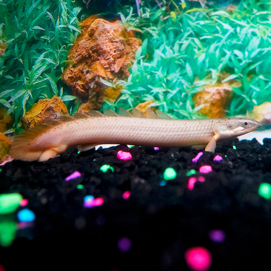 Cuvier Bichir, Captive-Bred 4.75" WYSIWYG