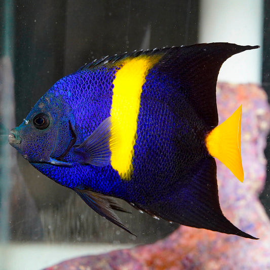 Asfur Angelfish 4.5" WYSIWYG