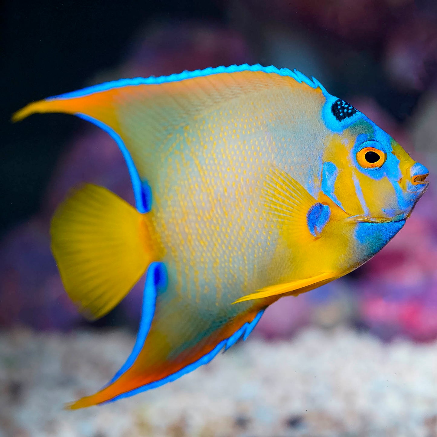Queen Angelfish 4.5" WYSIWYG
