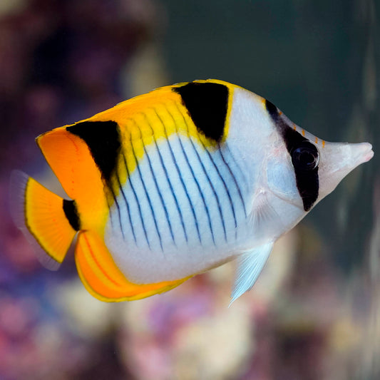 Falcula Butterflyfish, True 3.75" WYSIWYG