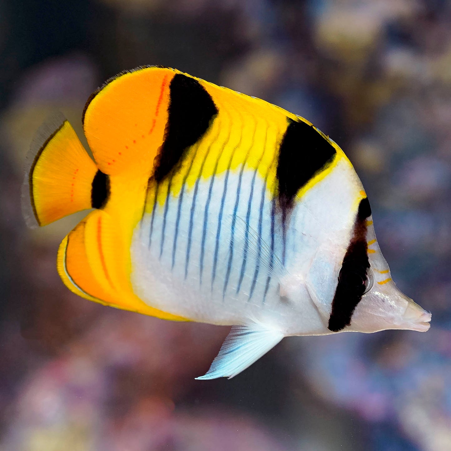 Falcula Butterflyfish, True 4" WYSIWYG