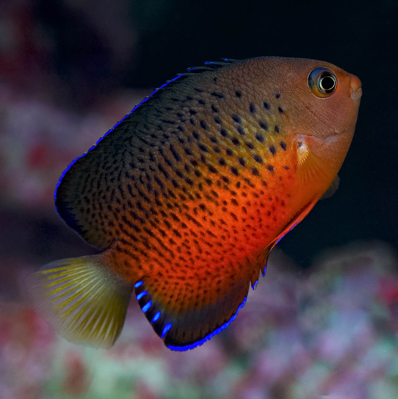 Rusty Angelfish 2.75" WYSIWYG