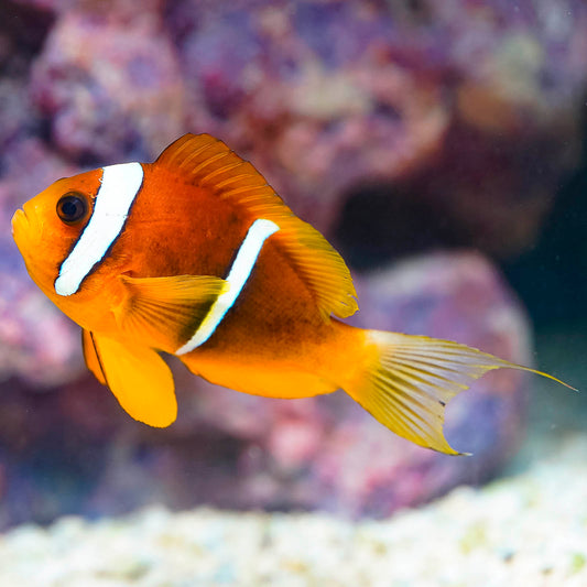 Two Banded Clownfish 3.25" WYSIWYG