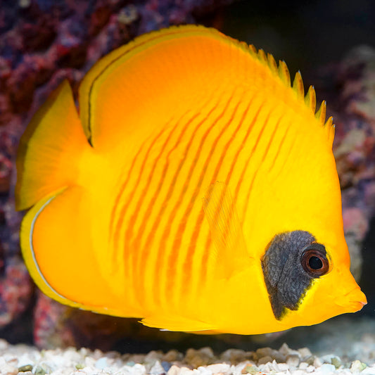 Golden Semilarvatus Butterflyfish 6.25" WYSIWYG