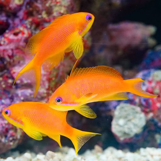 Lyretail Anthias Female 3-Lot 2" to 2.75" WYSIWYG