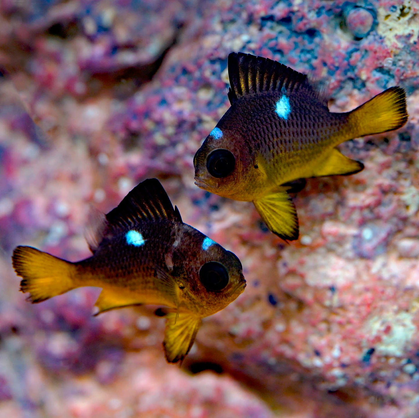 Golden Domino Damselfish 2-Lot 1" WYSIWYG