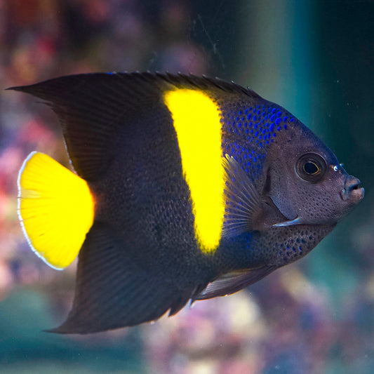 Asfur Angelfish 3" WYSIWYG