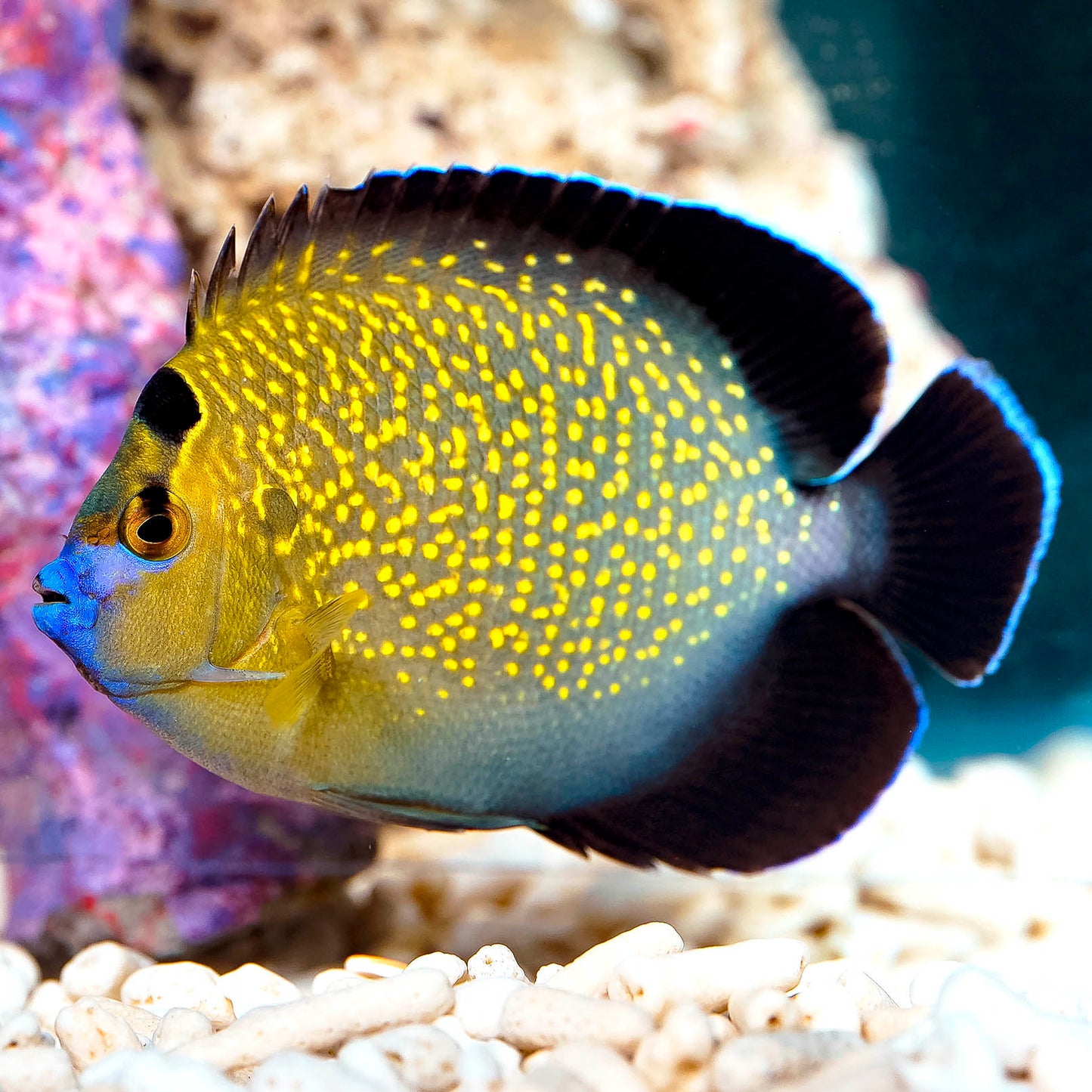 Goldflake Angelfish 4" WYSIWYG