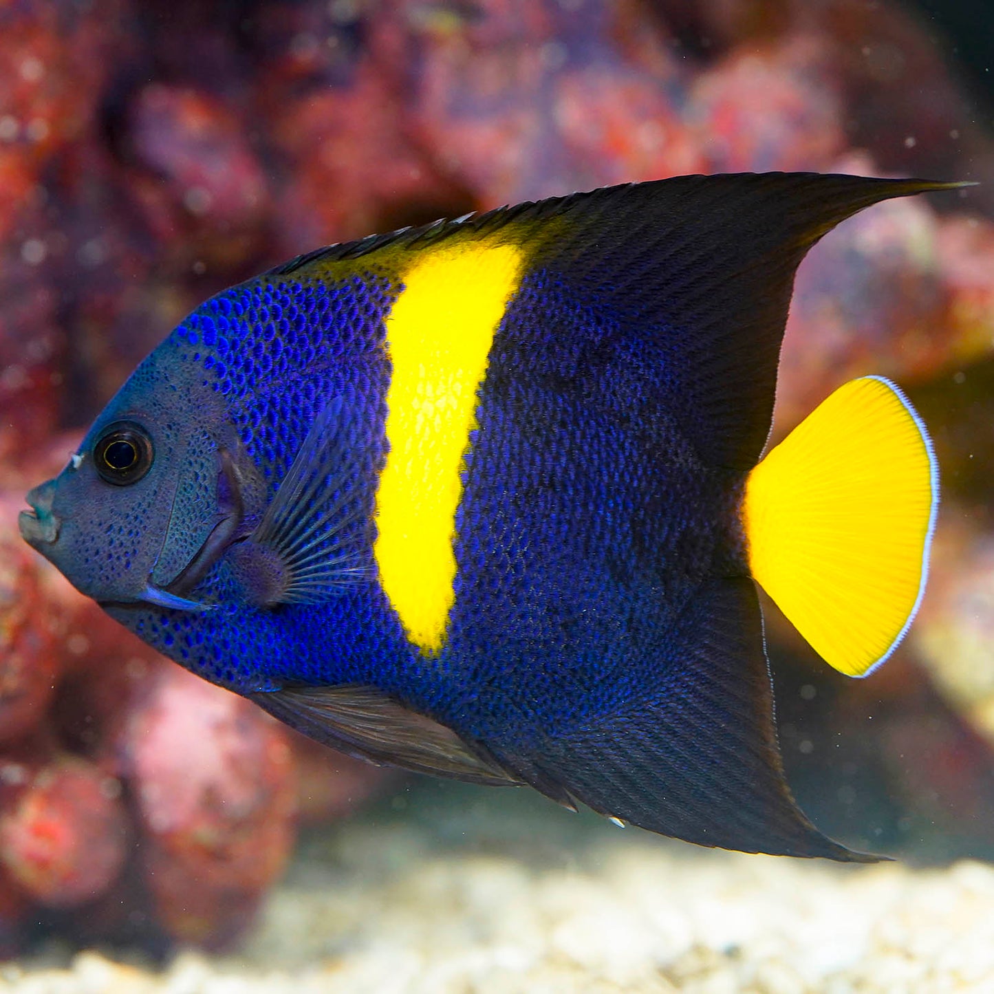 Asfur Angelfish 4" WYSIWYG
