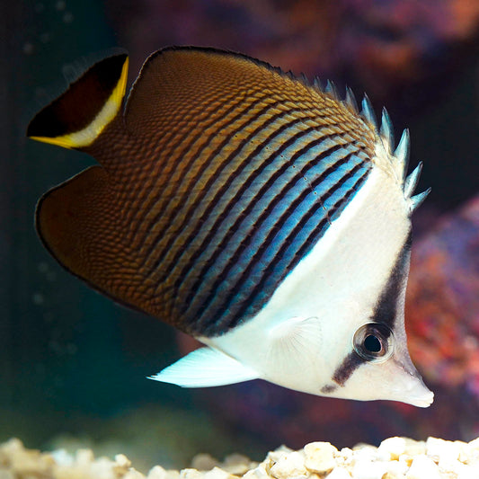 White Faced Butterflyfish 3.25" WYSIWYG