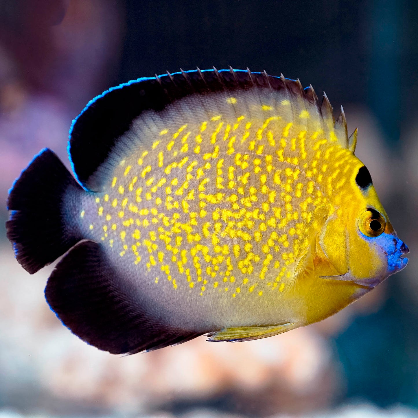 Goldflake Angelfish 4.25" WYSIWYG