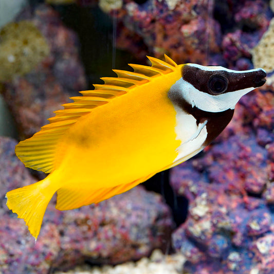Foxface Lo 6.75" WYSIWYG