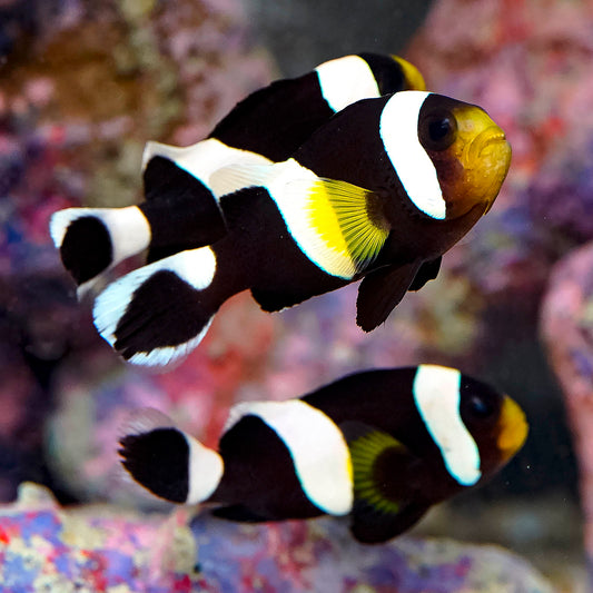 Black Saddleback Clownfish Trio 2.25" to 2.75" WYSIWYG