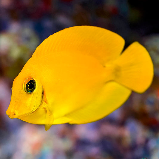 Fijian Mimic Lemon Peel Tang 2.75" WYSIWYG