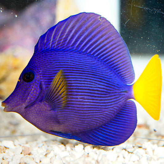 Purple Tang 3.5" WYSIWYG