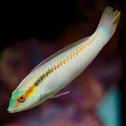 Zig Zag Wrasse 3.75" WYSIWYG