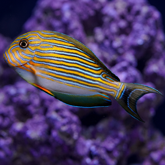 Clown Tang 3.25" WYSIWYG (Copy)