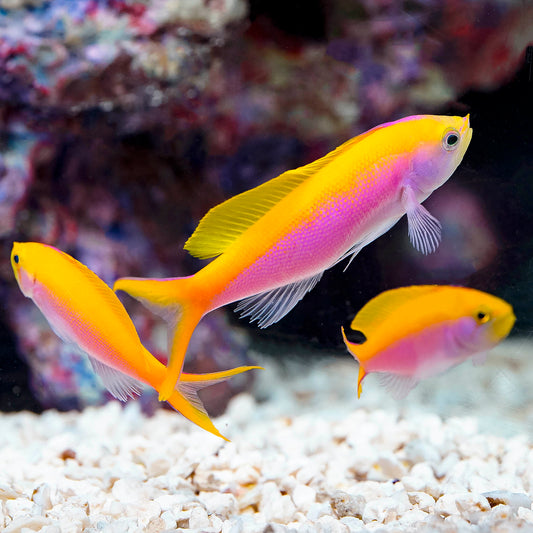 Bartlett's Anthias 3-Lot 2" WYSIWYG