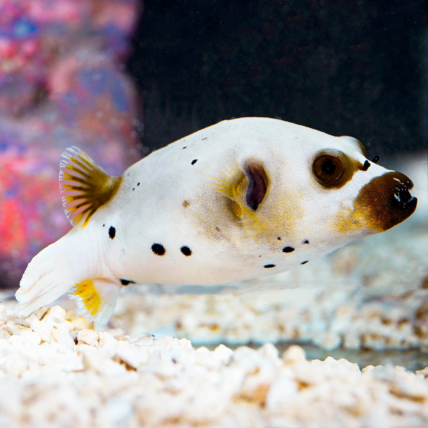 Dogface Puffer 3.25" WYSIWYG