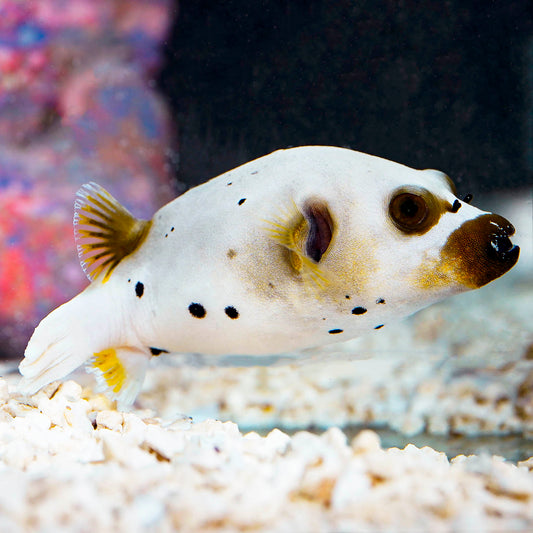 Dogface Puffer 3.25" WYSIWYG