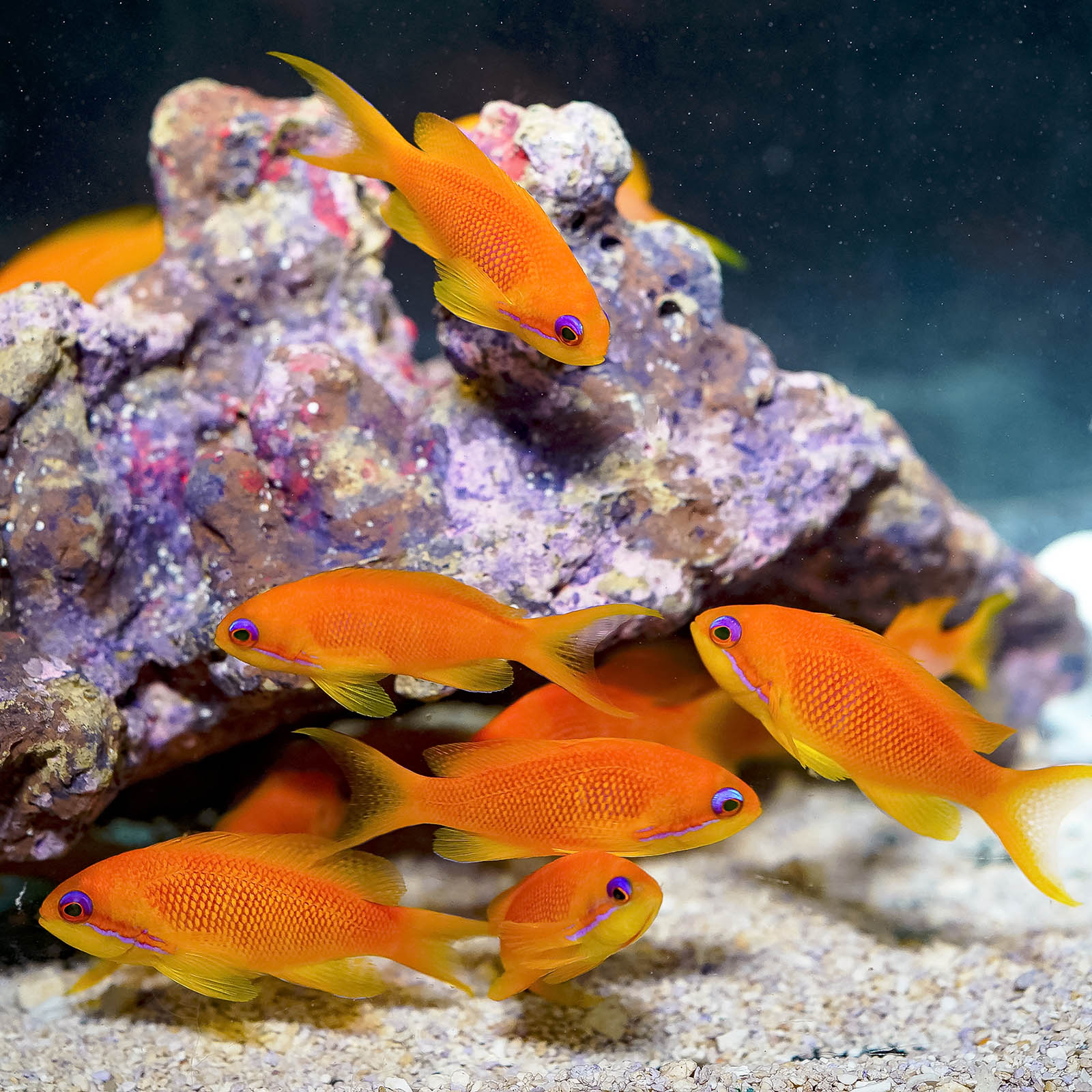 Anthias for Sale: Sunburst, Lyretail and other Anthias – LiveAquaria
