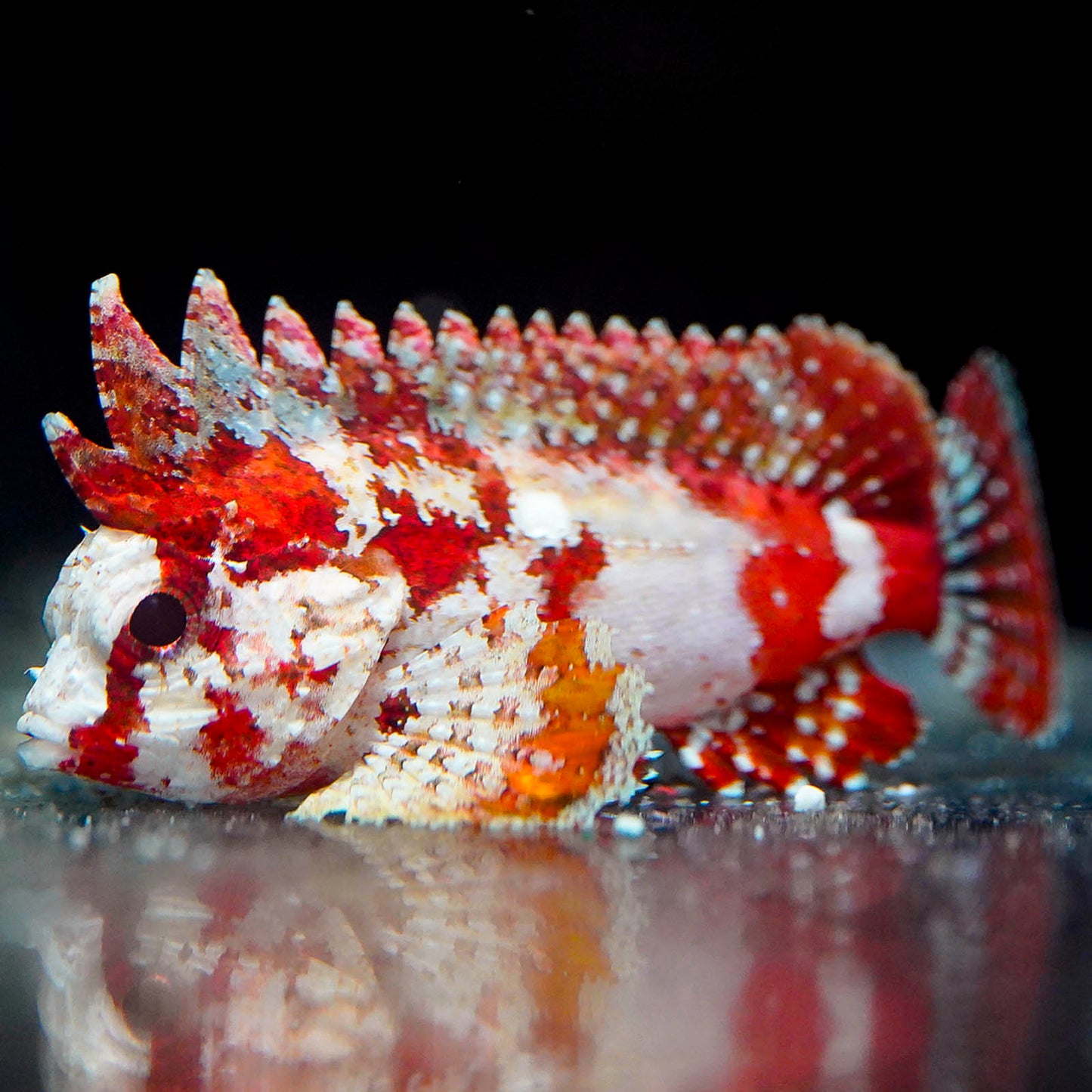 Pygmy Red Rooster Waspfish 1.75" WYSIWYG