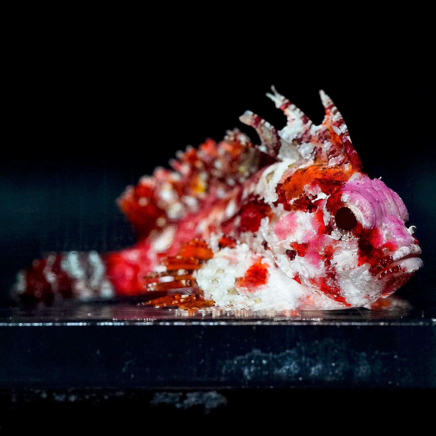 Pygmy Red Rooster Waspfish 1.75" WYSIWYG