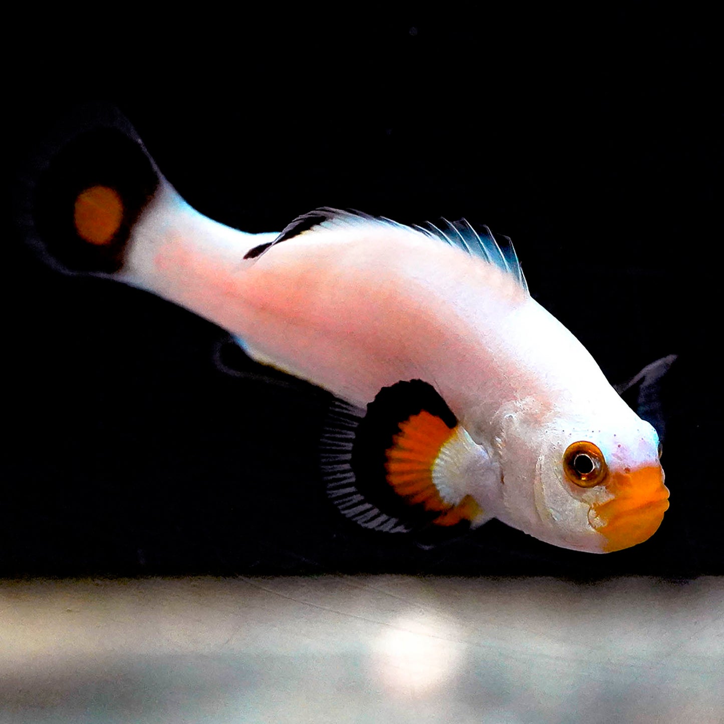 Captive-Bred Platinum Percula Clownfish 2" WYSIWYG
