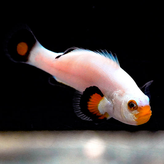 Captive-Bred Platinum Percula Clownfish 2" WYSIWYG
